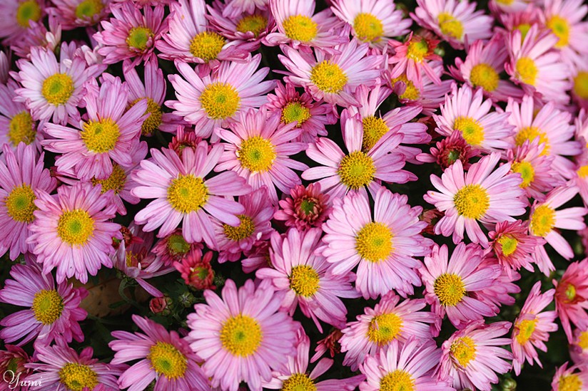pink and yellow small daisies.jpg