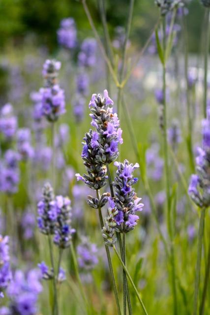 lavender flowers images.jpg
