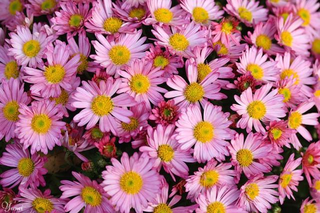 pink and yellow small daisies.jpg