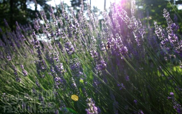 lavender flowers under bright sun.jpg