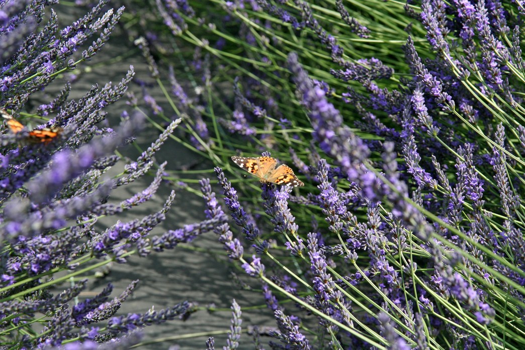lavender flowers with orange butterflies.jpg