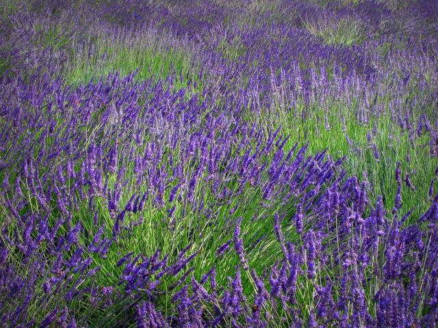 lavender star flower.jpg