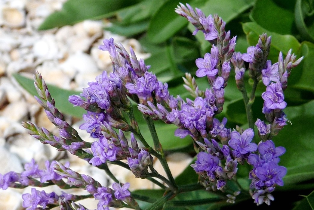 Limonium vulgare_Common sea lavender  flowers picture.jpg