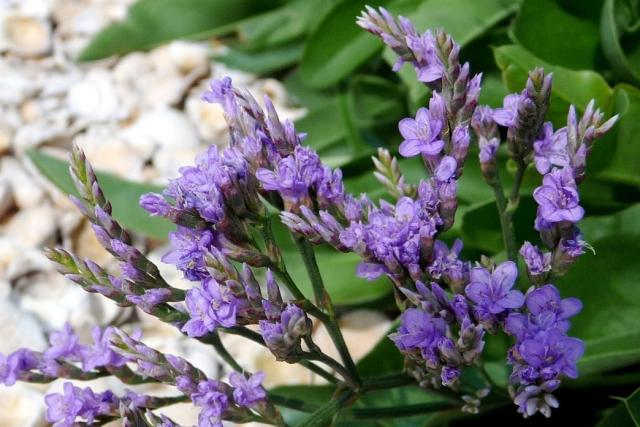 Limonium vulgare_Common sea lavender  flowers picture.jpg