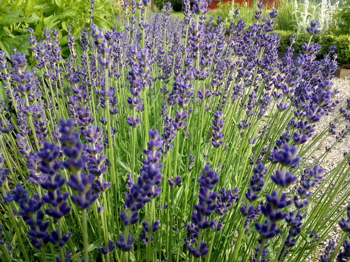 organic lavender flower.jpg