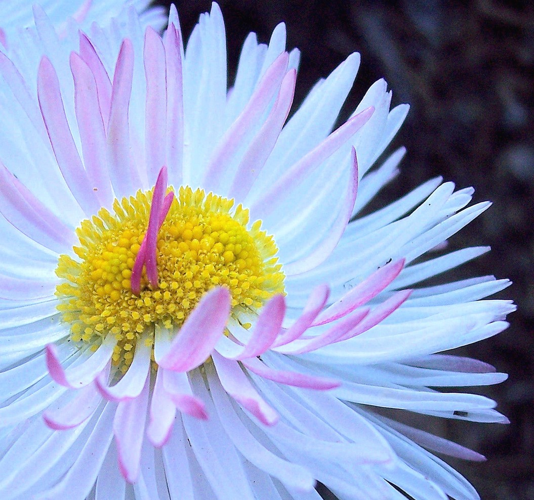 pink and white daisy with yellow center.jpg
