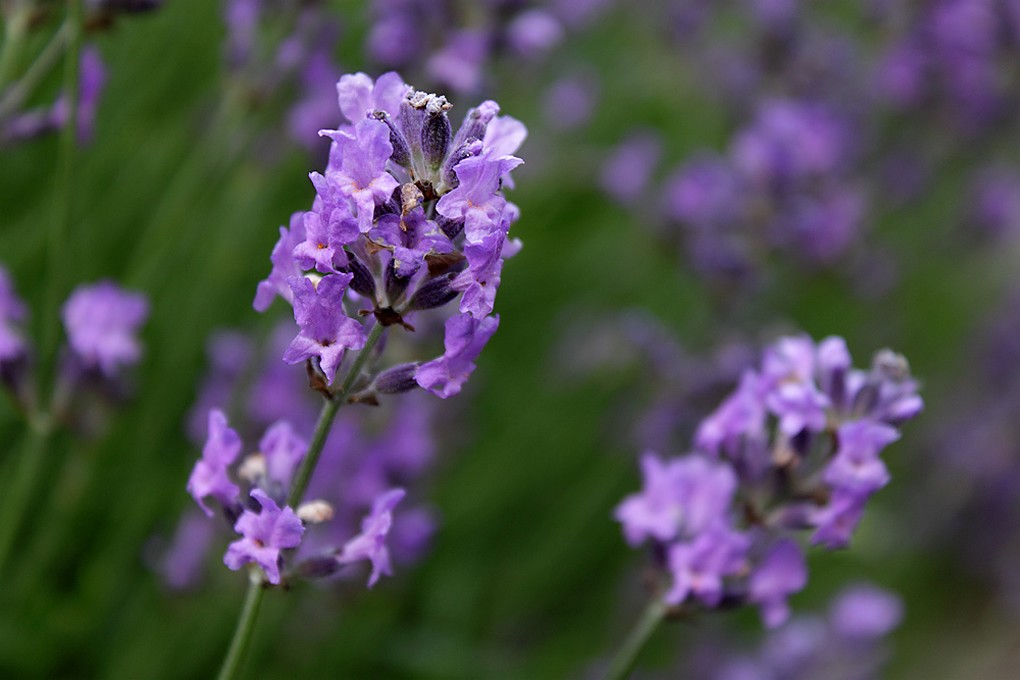 photo of lavender flower.jpg