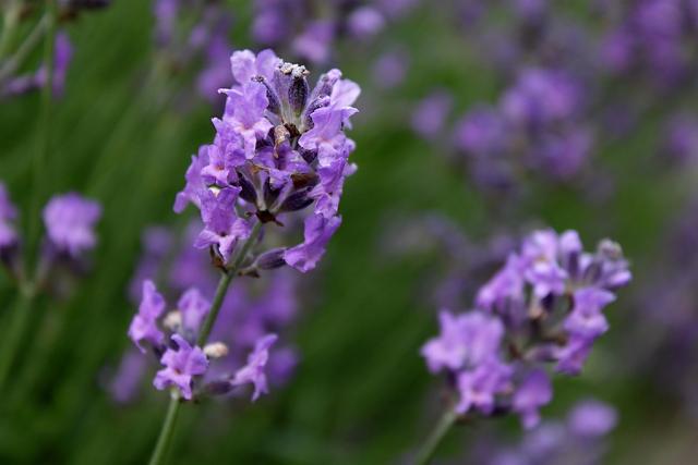 photo of lavender flower.jpg
