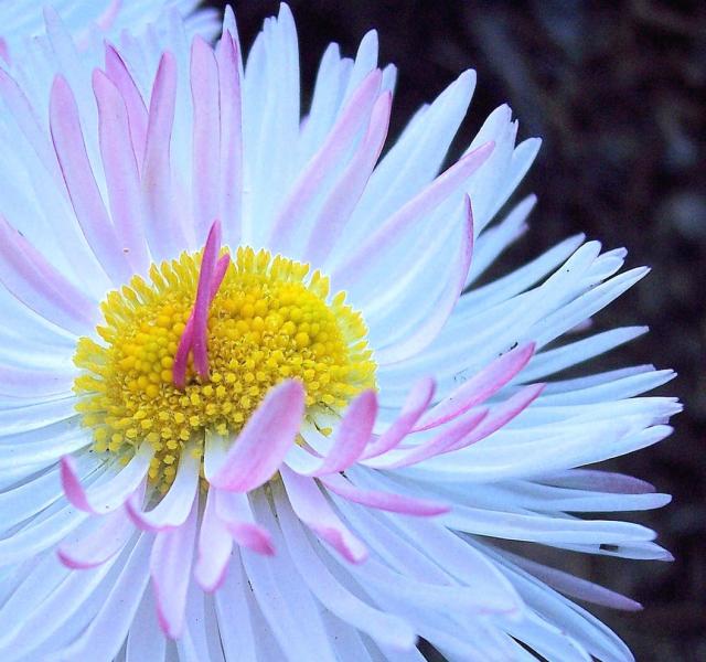 pink and white daisy with yellow center.jpg