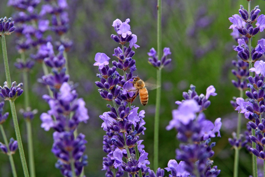 pictures of lavender flowers with bee.jpg