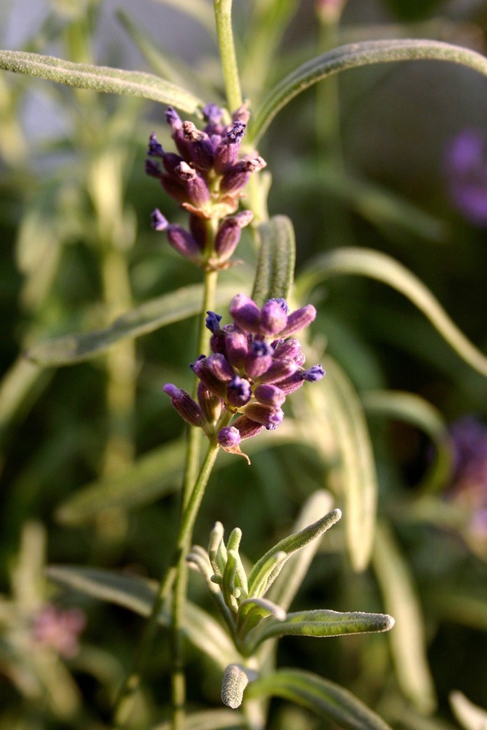 pink lavender flowers.jpg