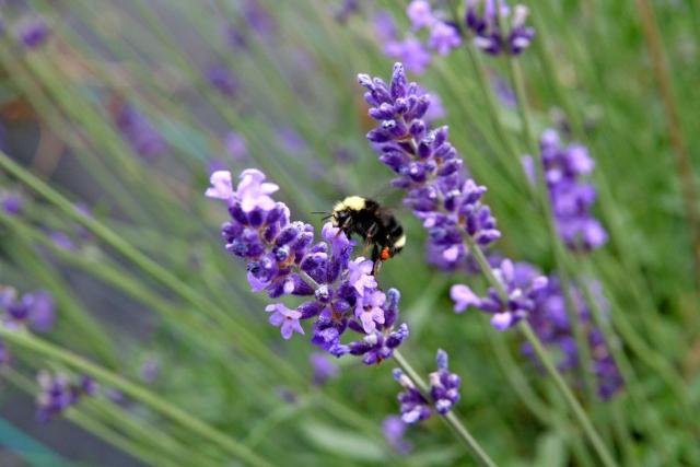 purple and lavender flowers with black bee.jpg