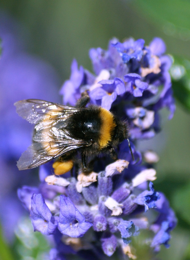 purple lavender flower with big bee.jpg
