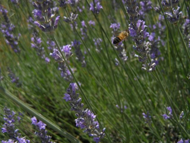 purple lavender flowers with bee.jpg