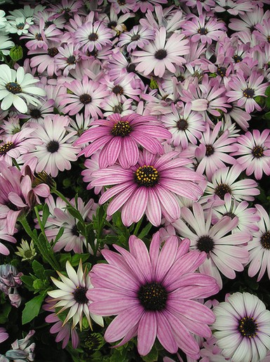 pink and white daisy flowers.jpg