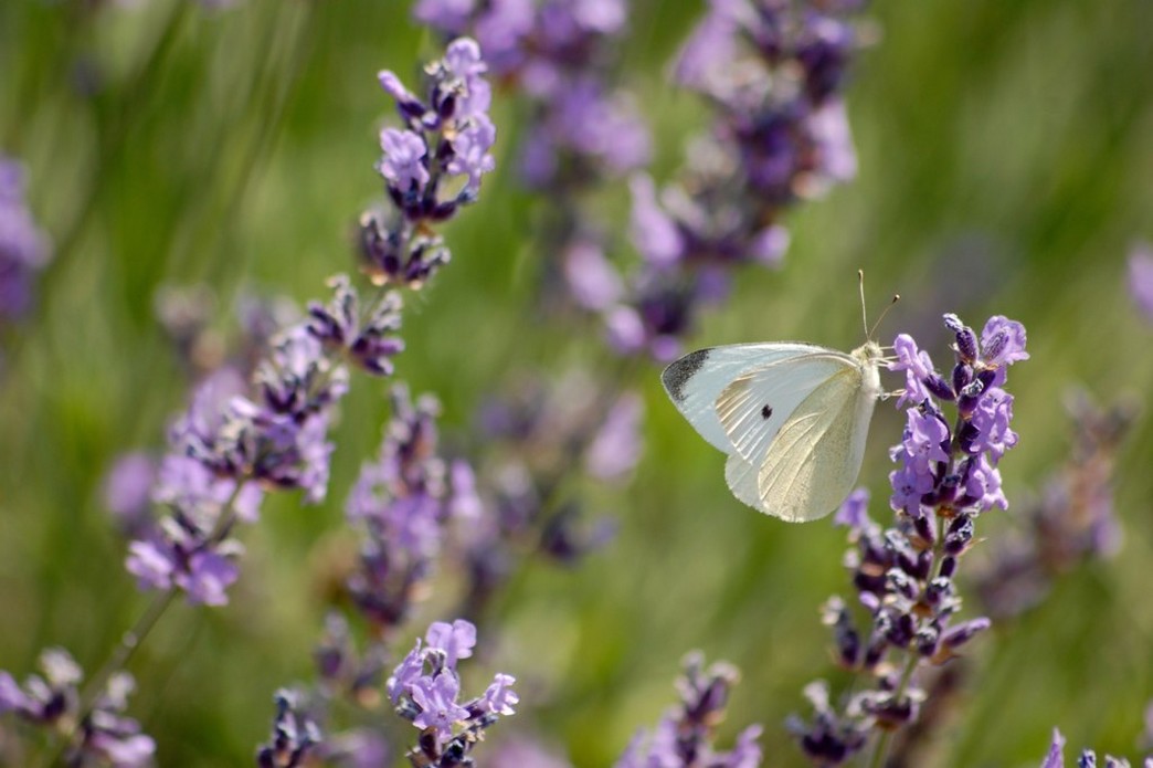 white butterfly on lavender.jpg