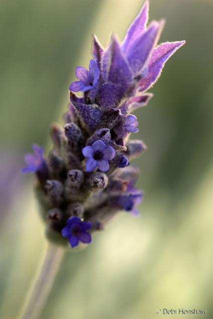 beautfil close up image of lavender flower.jpg