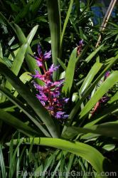 Bromeliads with green leaves red stalk lavender tips.jpg