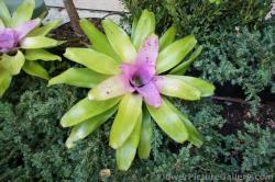 Bromeliads at Central Park Oasis of the Seas.jpg