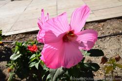 Large Pink 5 Petal Flower from Malaga Spain.jpg