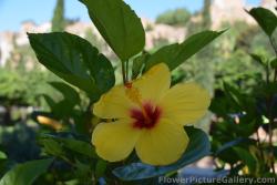 Yellow Tropical Flower with Staman from Malaga Spain.jpg