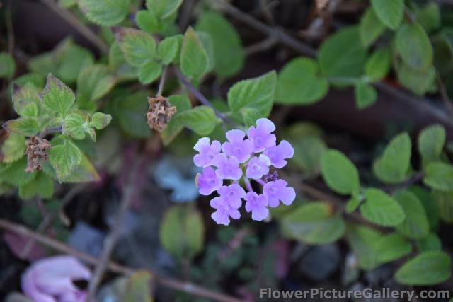 Purple Lantana in Malaga Spain.jpg