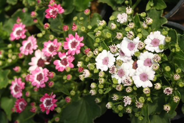 pink and white daisy flowers picture.jpg
