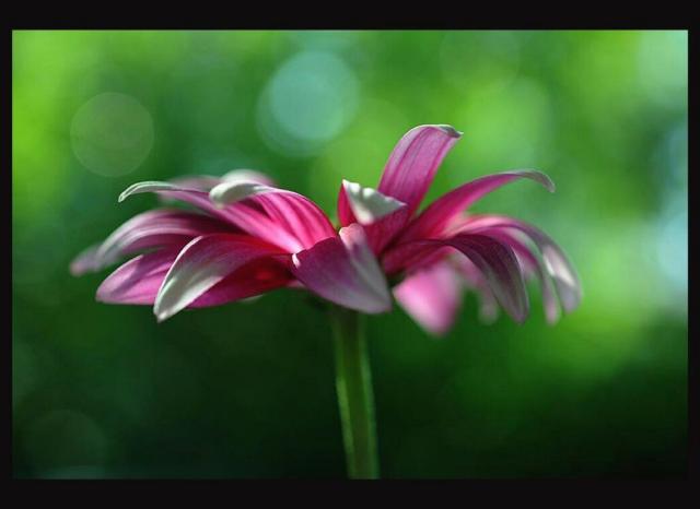 pink and white daisy flower.jpg