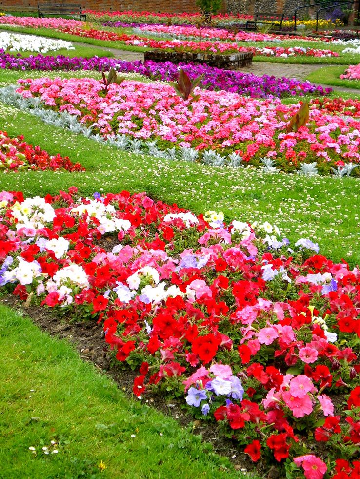 types of garden flowers.JPG