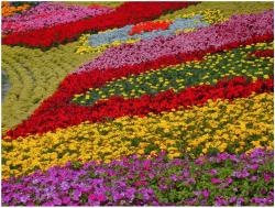 Garden Flowers Gallery