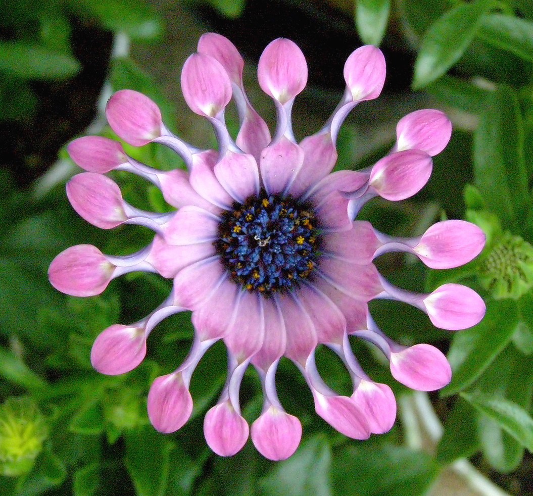 Pink and purple African daisy.jpg
