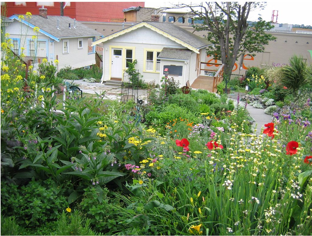 a little garden flower with beautiful flowers.JPG