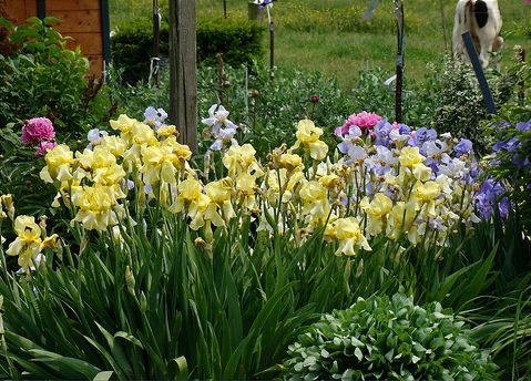 Amish Flower Garden.JPG