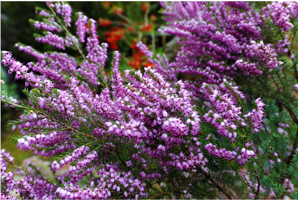 Blarney Castle Garden Flowers.JPG