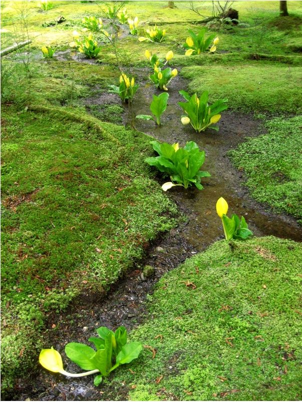 Bloedel Moss Garden photos.JPG