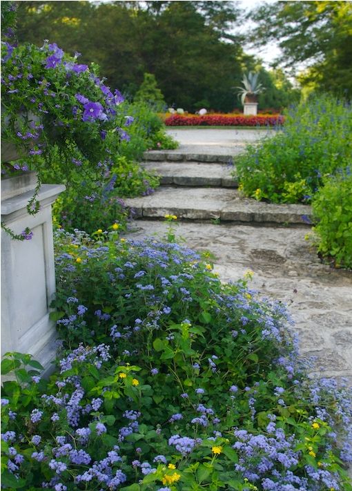Blue purple flowers Garden at Wegerzyn Center Dayton Ohio.JPG