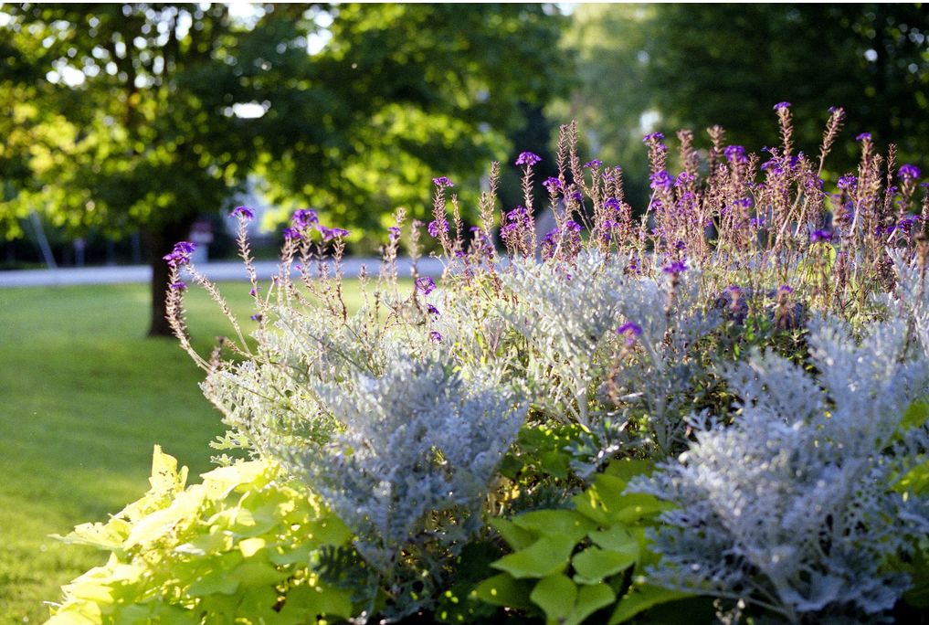 Bluish Purple Flower Garden at Merrill Memorial Library.JPG