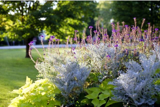 Bluish Purple Flower Garden at Merrill Memorial Library.JPG