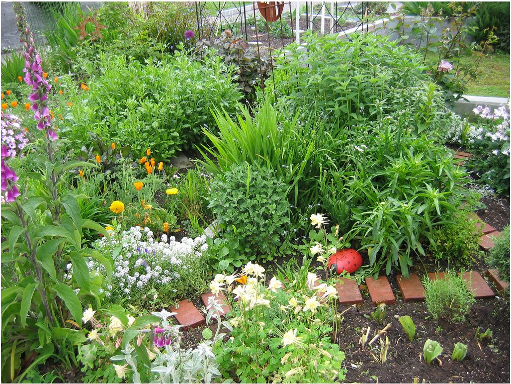 cheap garden flowers.JPG