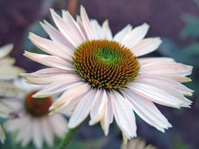 pictures of daisy flowers.jpg