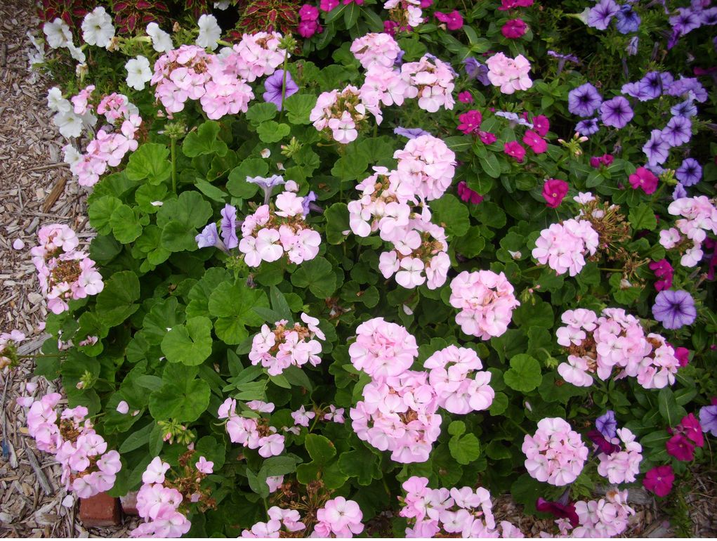 container garden flowers.JPG