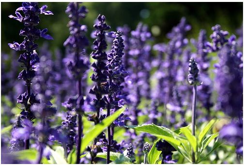 Dark flowers at Schoepfle Garden Flower.JPG