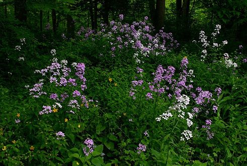 fairy garden flowers with purple and white flowers.JPG