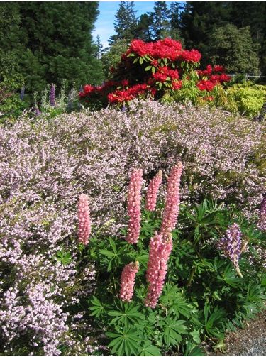 Flower Bed at Queenstown Garden.JPG