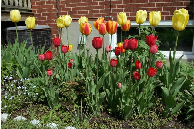 flower cutting garden with tulips flowers in red and yellow.JPG