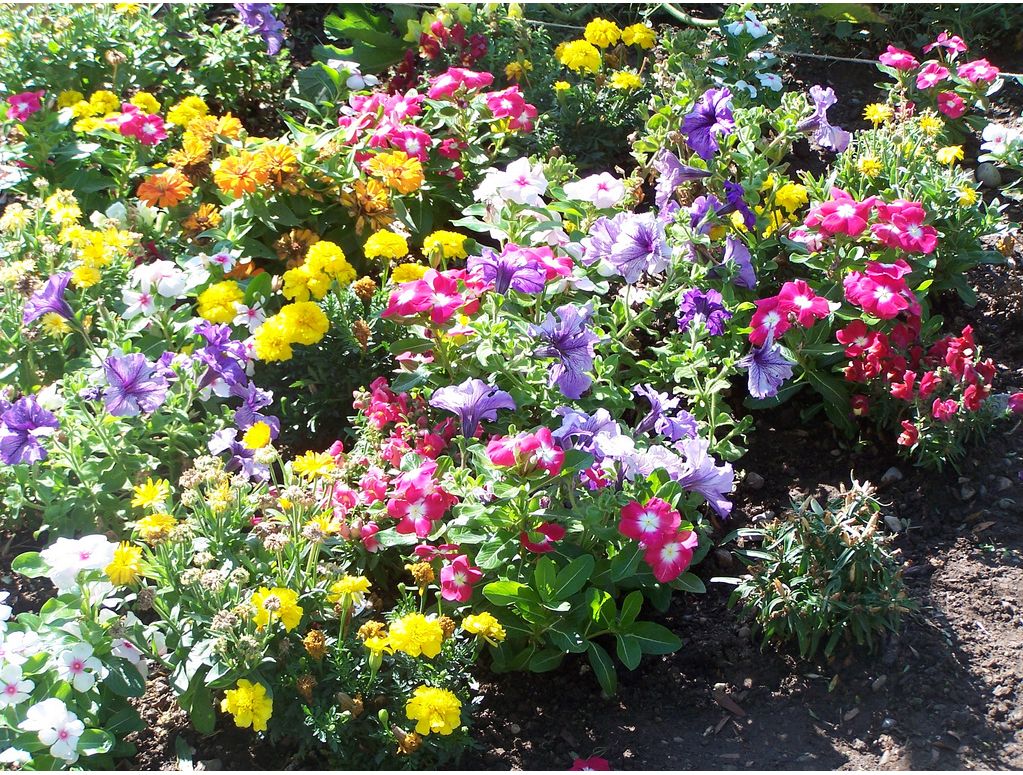 flower for garden.JPG