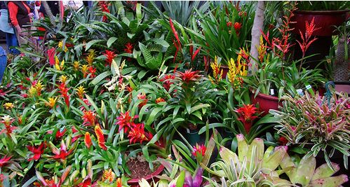 flower garden arrangements.JPG
