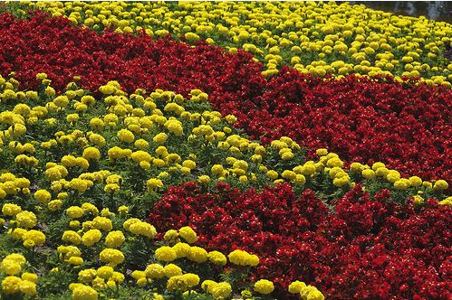 flower garden flowers in red and yellow.JPG