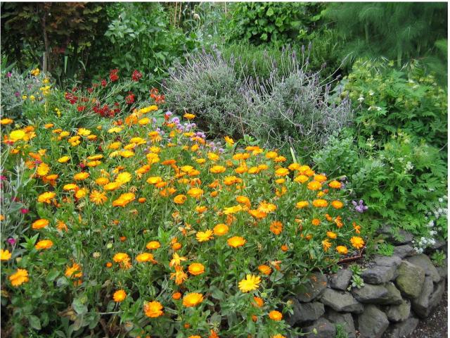 flower garden image.JPG