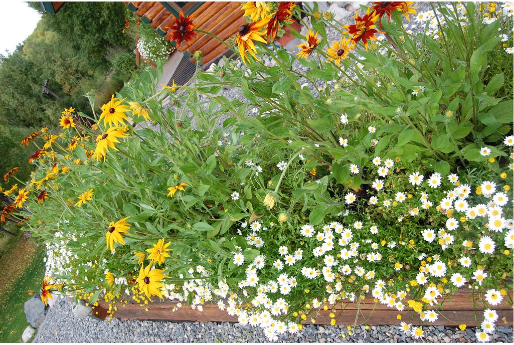 flower garden seeds.JPG